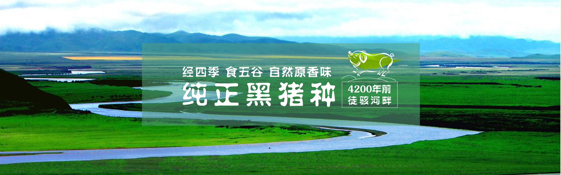 徒河黑豬