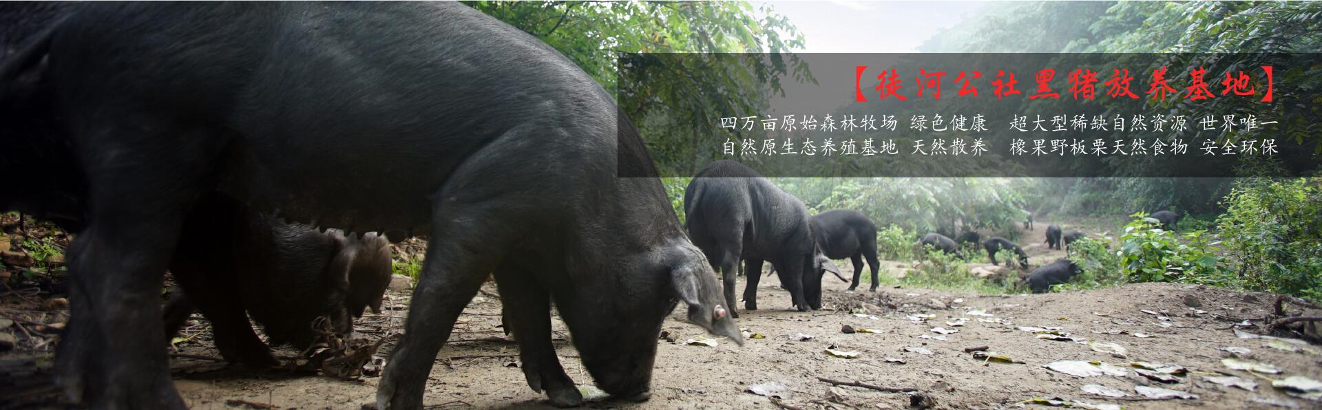 徒河黑豬