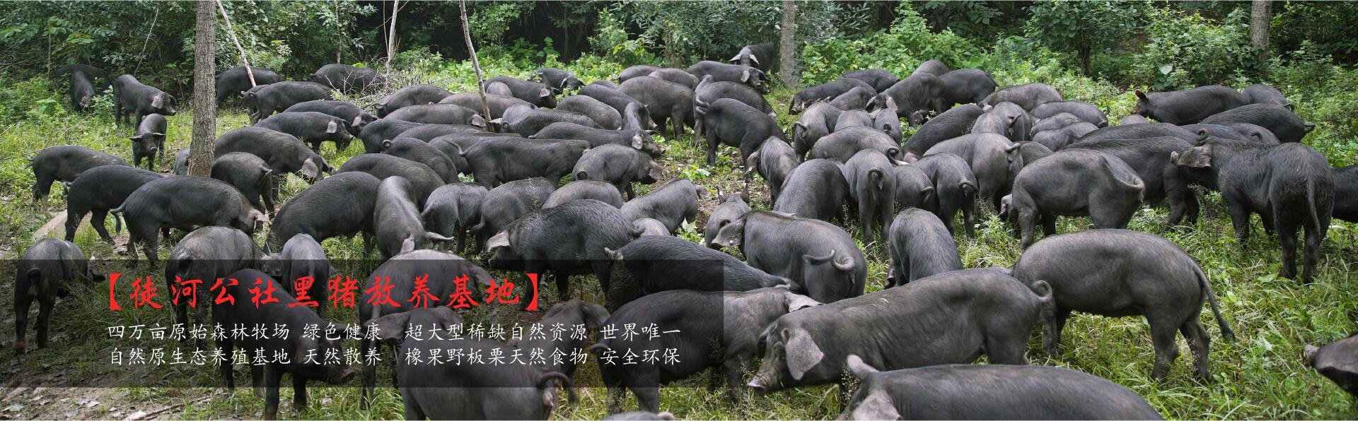徒河黑豬